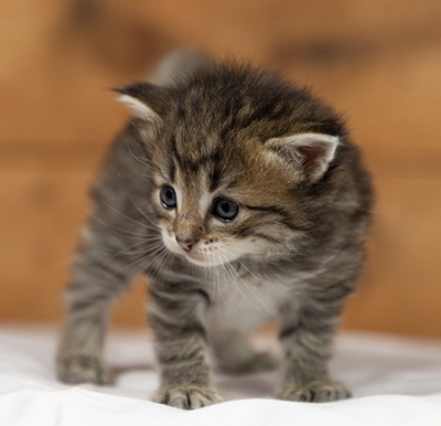 Opale - 3 weeks old
