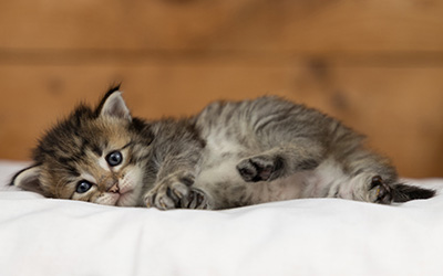Opale - 3 weeks old