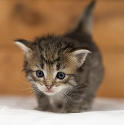 Opale - 3 weeks old