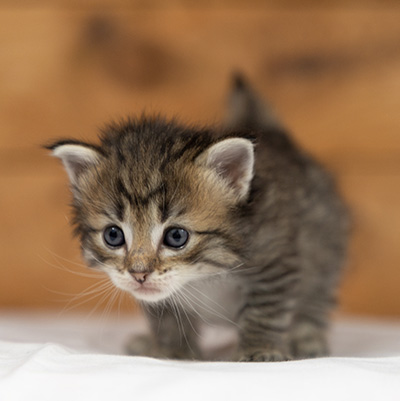 Opale - 3 weeks old