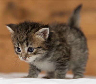 Opale - 3 weeks old