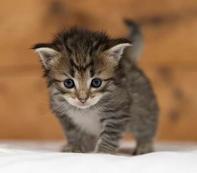 Opale - 3 weeks old