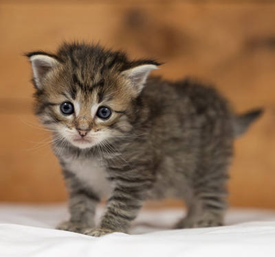 Opale - 3 weeks old