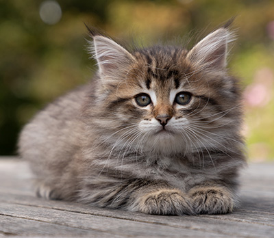 Opale - 7 weeks old