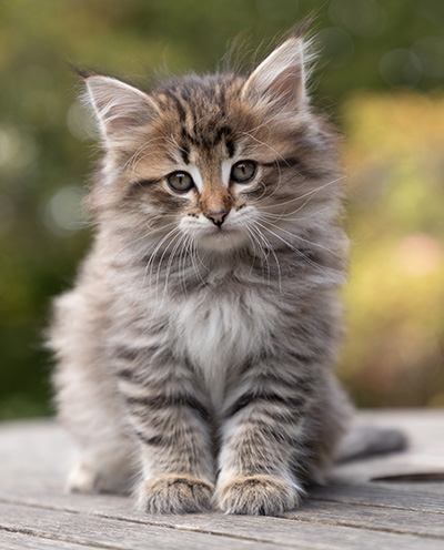 Opale - 7 weeks old