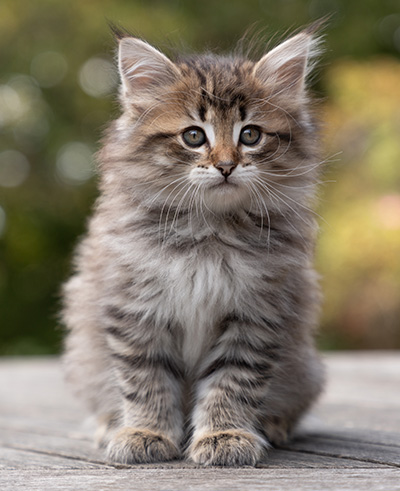 Opale - 7 weeks old