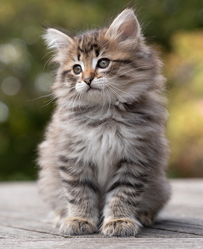 Opale - 7 weeks old