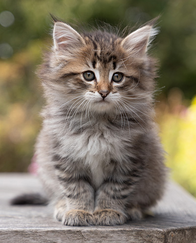 Opale - 7 weeks old