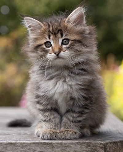 Opale - 7 weeks old