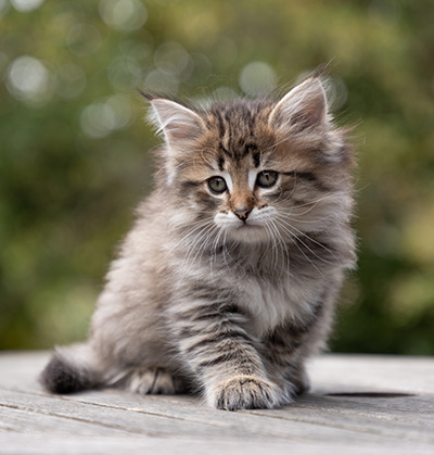 Opale - 7 weeks old