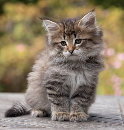 Opale - 7 weeks old