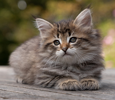 Opale - 7 weeks old
