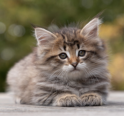 Opale - 7 weeks old