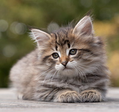 Opale - 7 weeks old