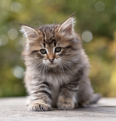 Opale - 7 weeks old