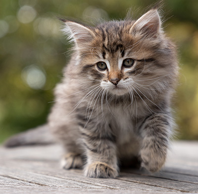 Opale - 7 weeks old