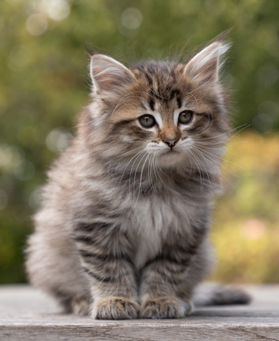 Opale - 7 weeks old