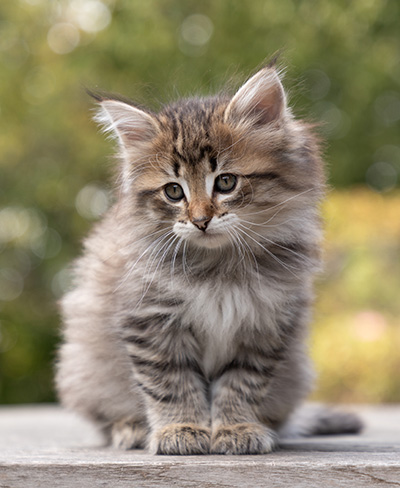 Opale - 7 weeks old