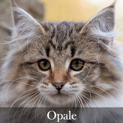 Opale