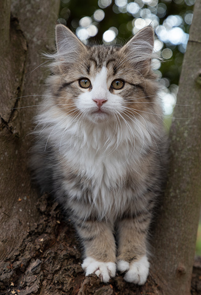 Ophelia - 13 weeks old
