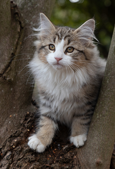 Ophelia - 13 weeks old