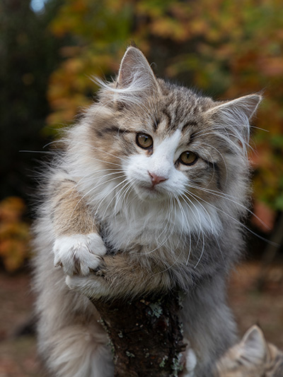 Ophelia - 13 weeks old