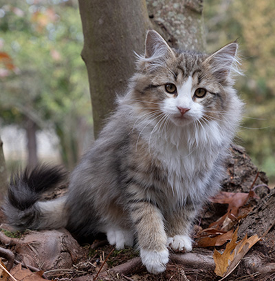 Ophelia - 13 weeks old