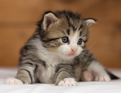 Ophelia - 3 weeks old