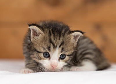 Ophelia - 3 weeks old