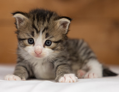 Ophelia - 3 weeks old
