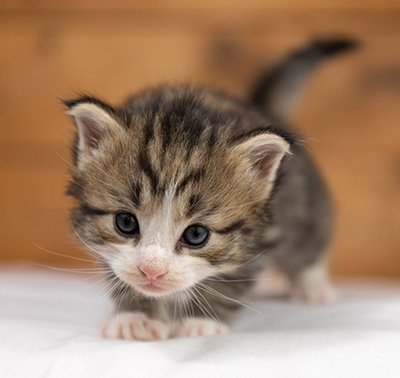 Ophelia - 3 weeks old