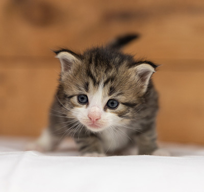 Ophelia - 3 weeks old