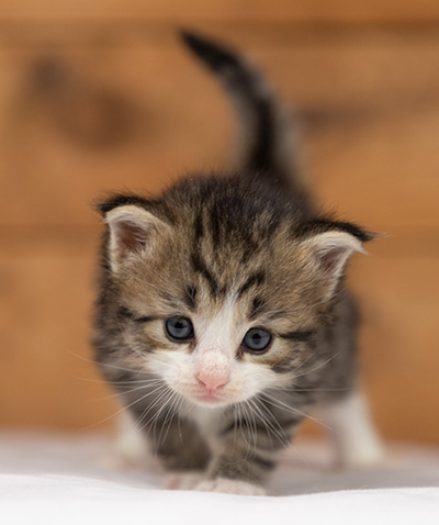 Ophelia - 3 weeks old
