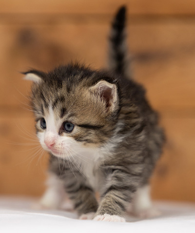 Ophelia - 3 weeks old