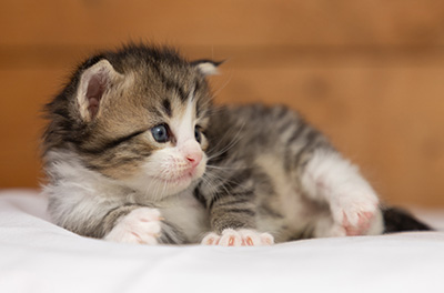 Ophelia - 3 weeks old