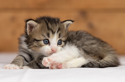 Ophelia - 3 weeks old