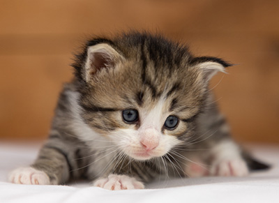 Ophelia - 3 weeks old