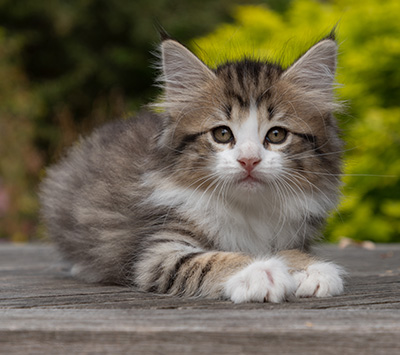 Ophelia - 7 weeks old