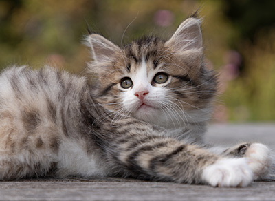 Ophelia - 7 weeks old