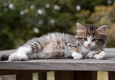 Ophelia - 7 weeks old