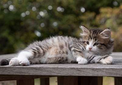 Ophelia - 7 weeks old