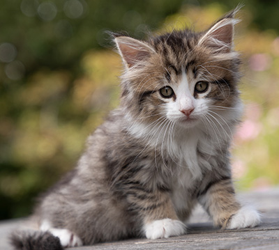 Ophelia - 7 weeks old