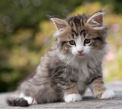 Ophelia - 7 weeks old