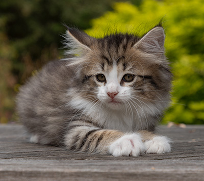 Ophelia - 7 weeks old