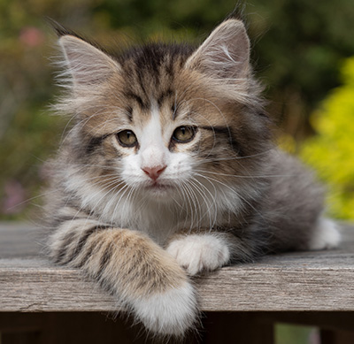 Ophelia - 7 weeks old