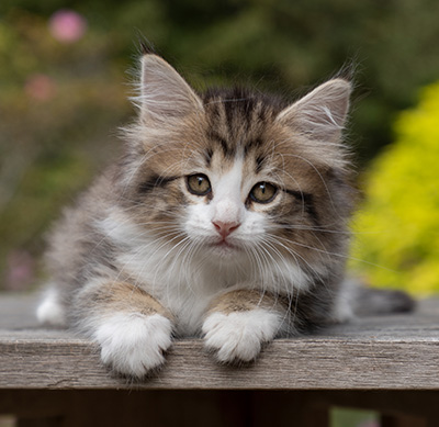 Ophelia - 7 weeks old