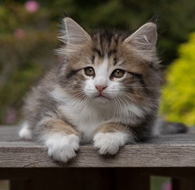 Ophelia - 7 weeks old