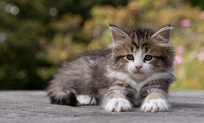 Ophelia - 7 weeks old