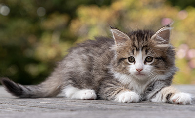 Ophelia - 7 weeks old