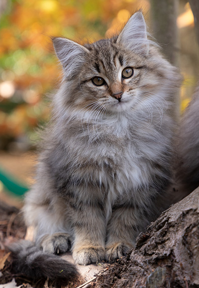 Oupsy - 13 weeks old